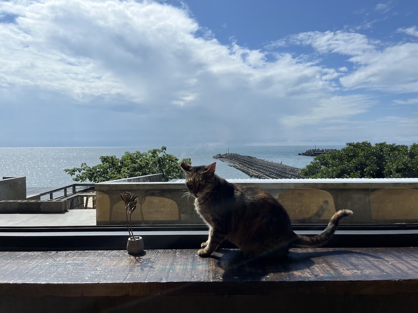 窗台上的貓與海景