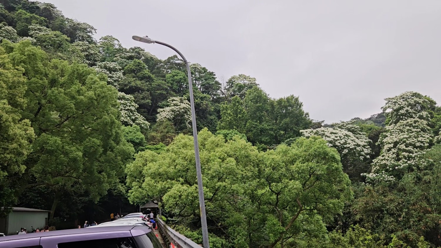 道路停滿車輛的賞花景象