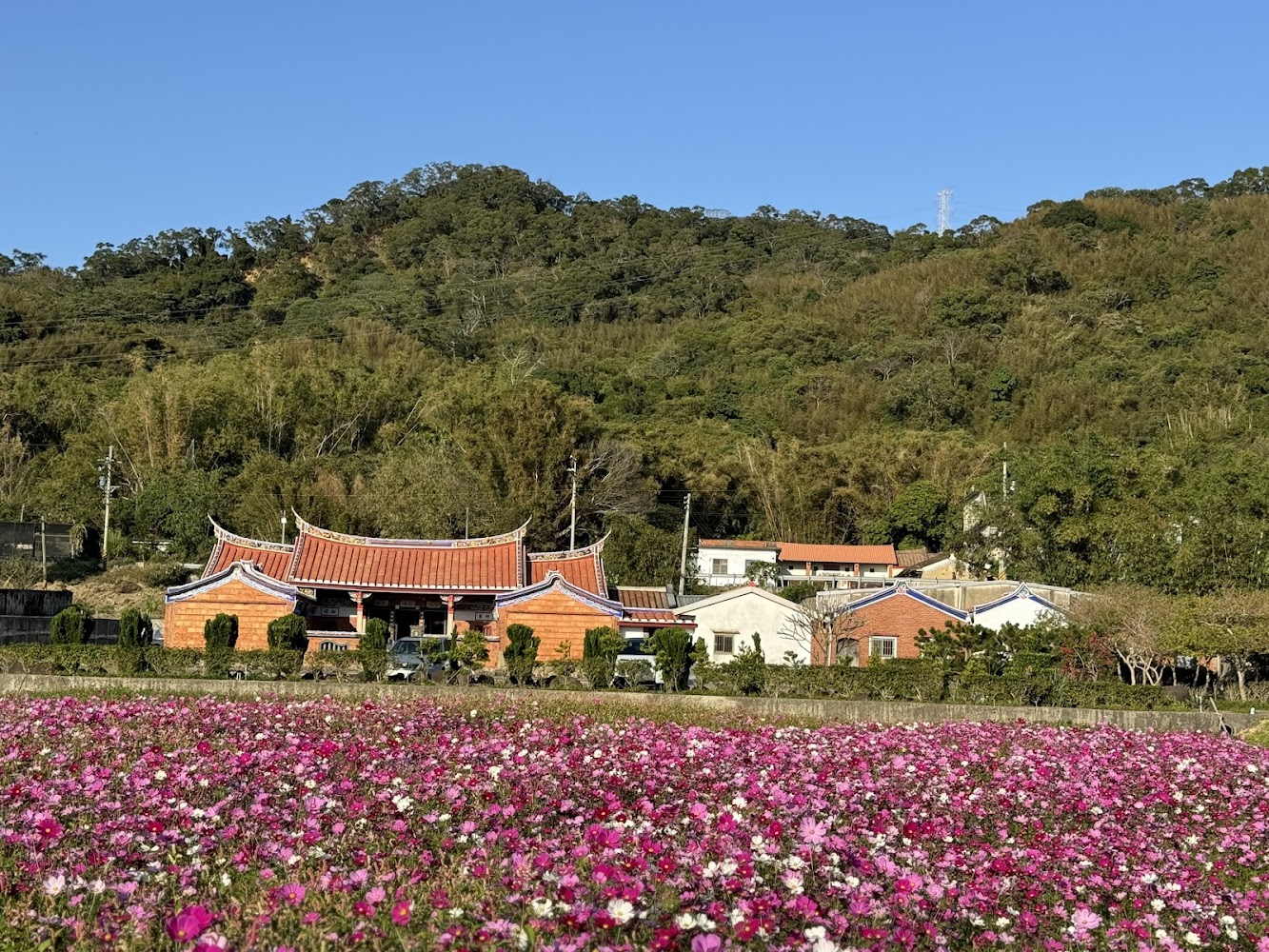 竹22花海與民宅山景交織的景觀