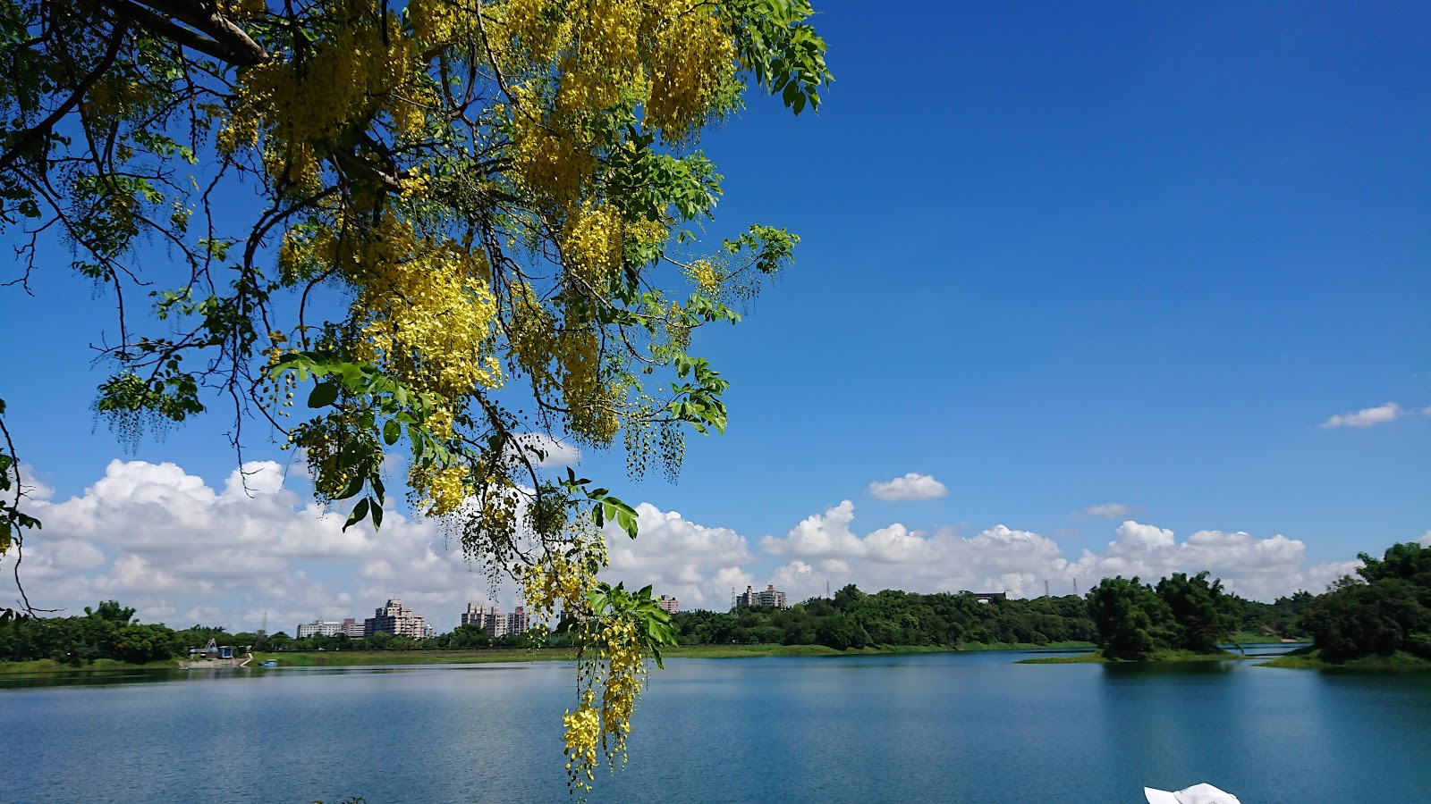 蘭潭水庫廣闊湖面，垂柳倒映水中，藍天白雲與遠處建築相映