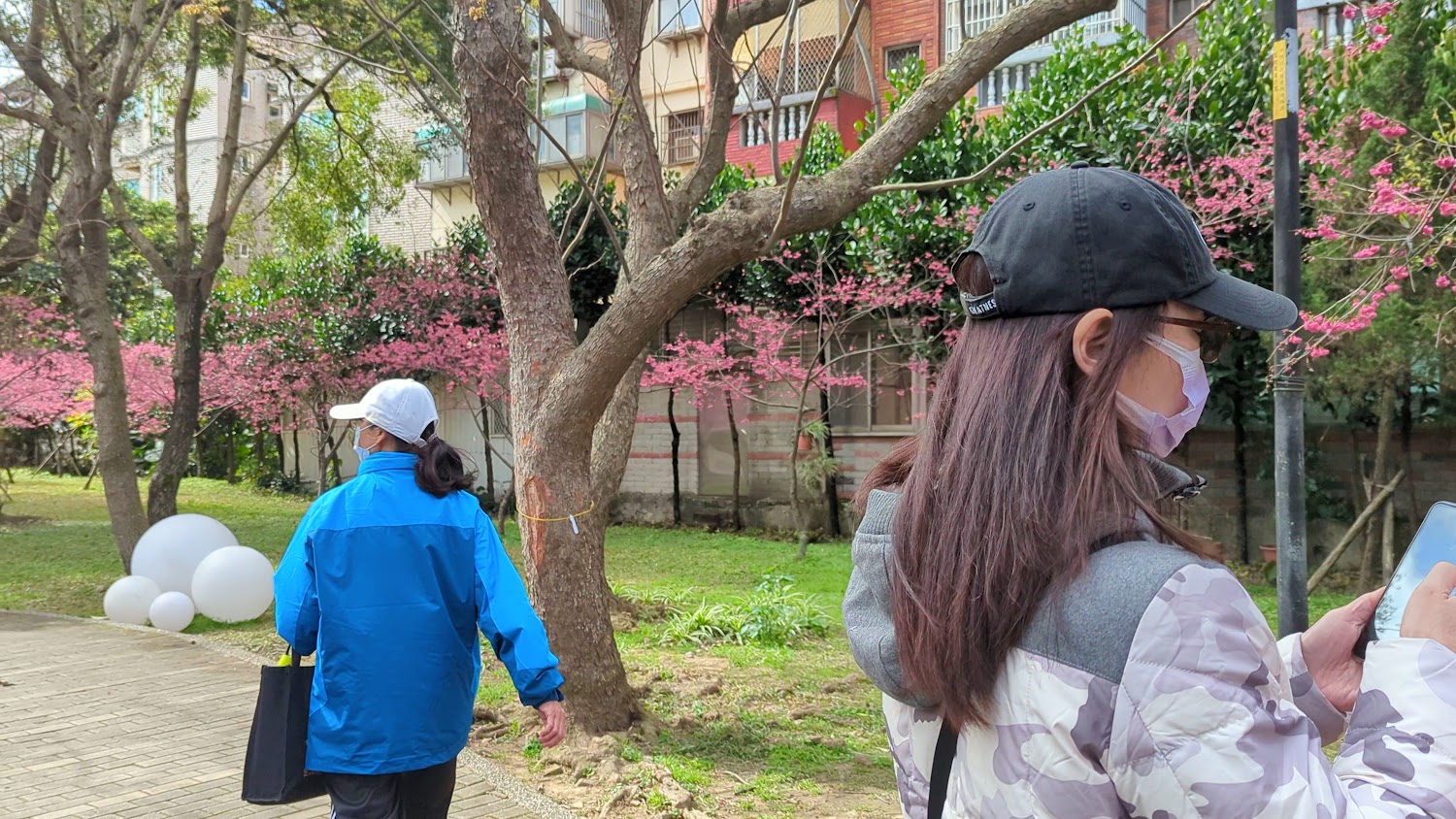 莒光環保公園遊客散步與粉紅櫻花景觀