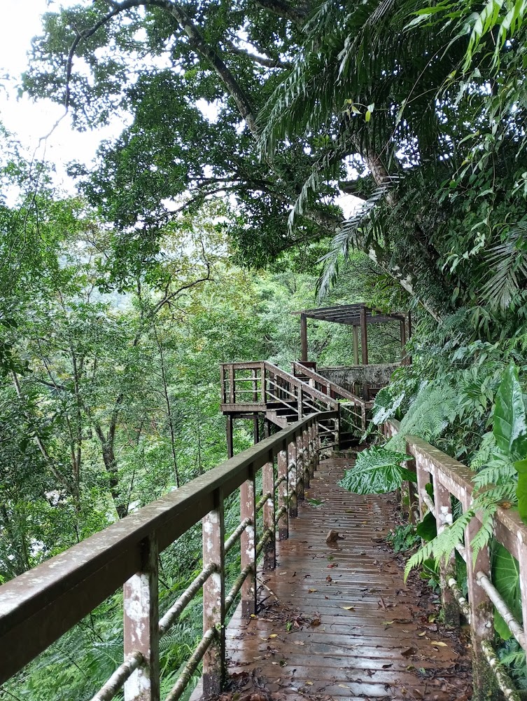 桶後林道森林木棧道與觀景平台