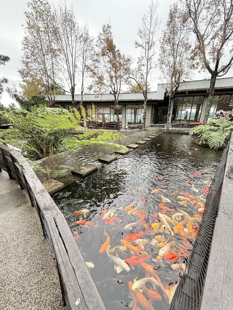 彩色錦鯉池與木頭圍欄步道
