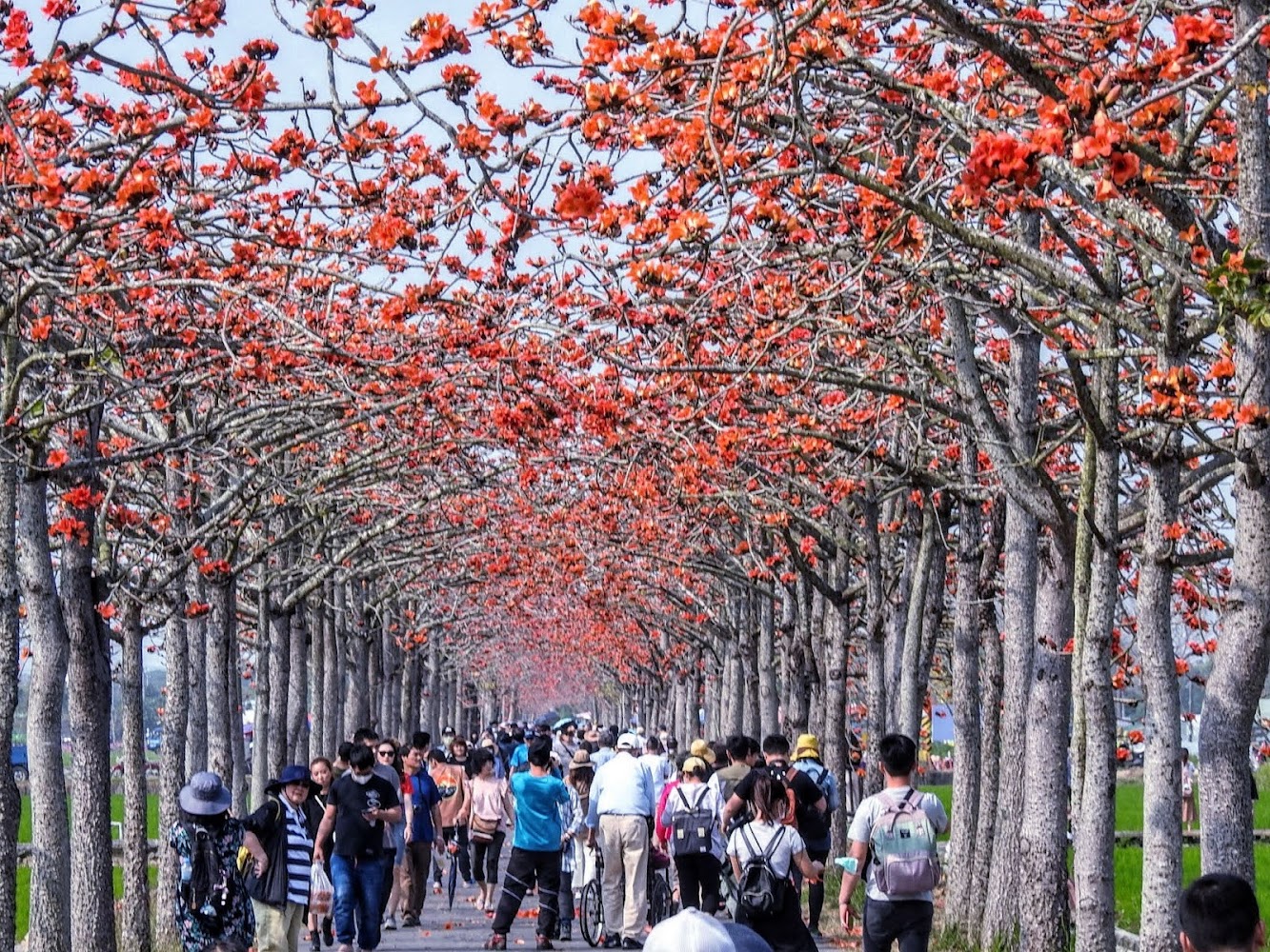 林初埤木棉花道花開景觀