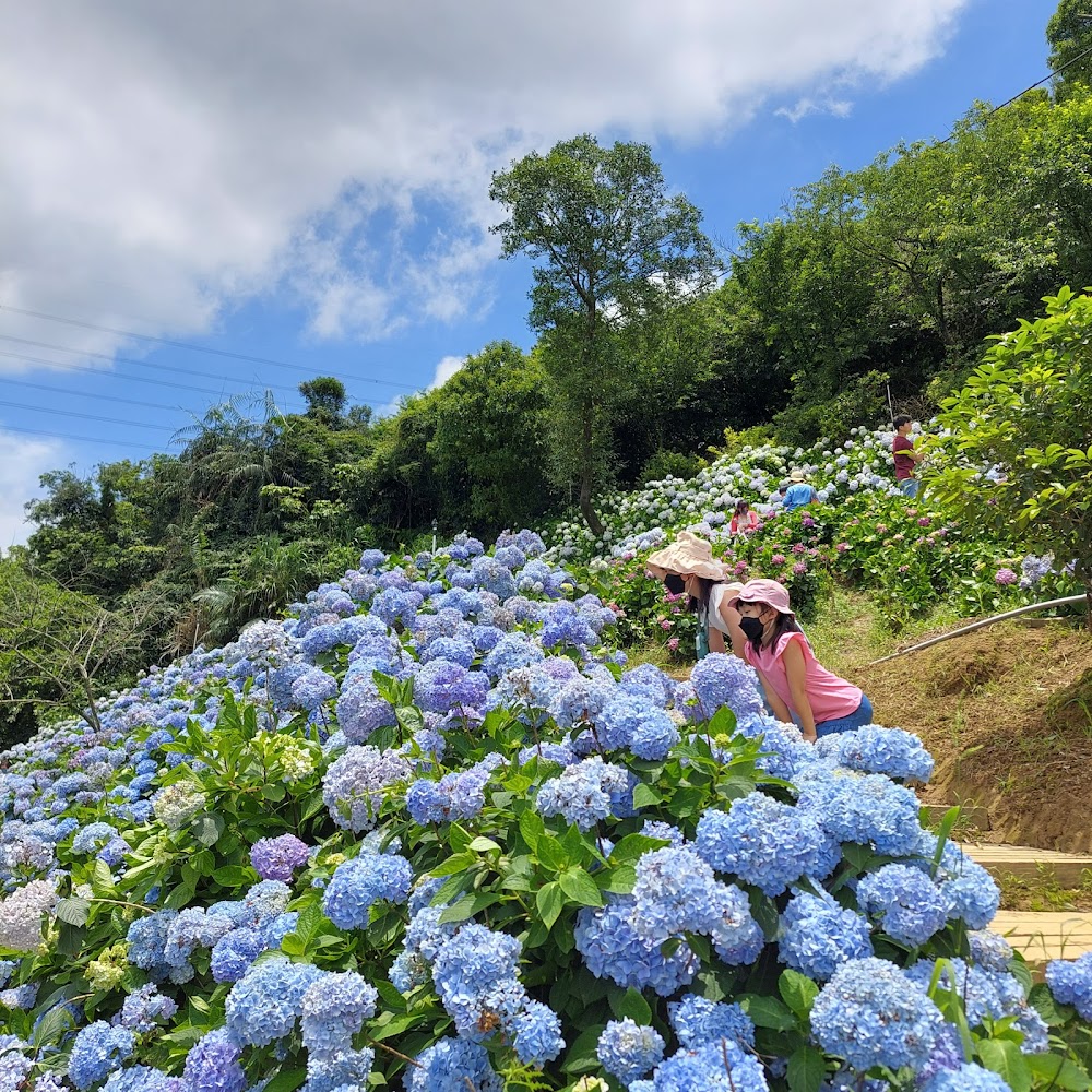 遊客在藍天白雲下欣賞大片繡球花