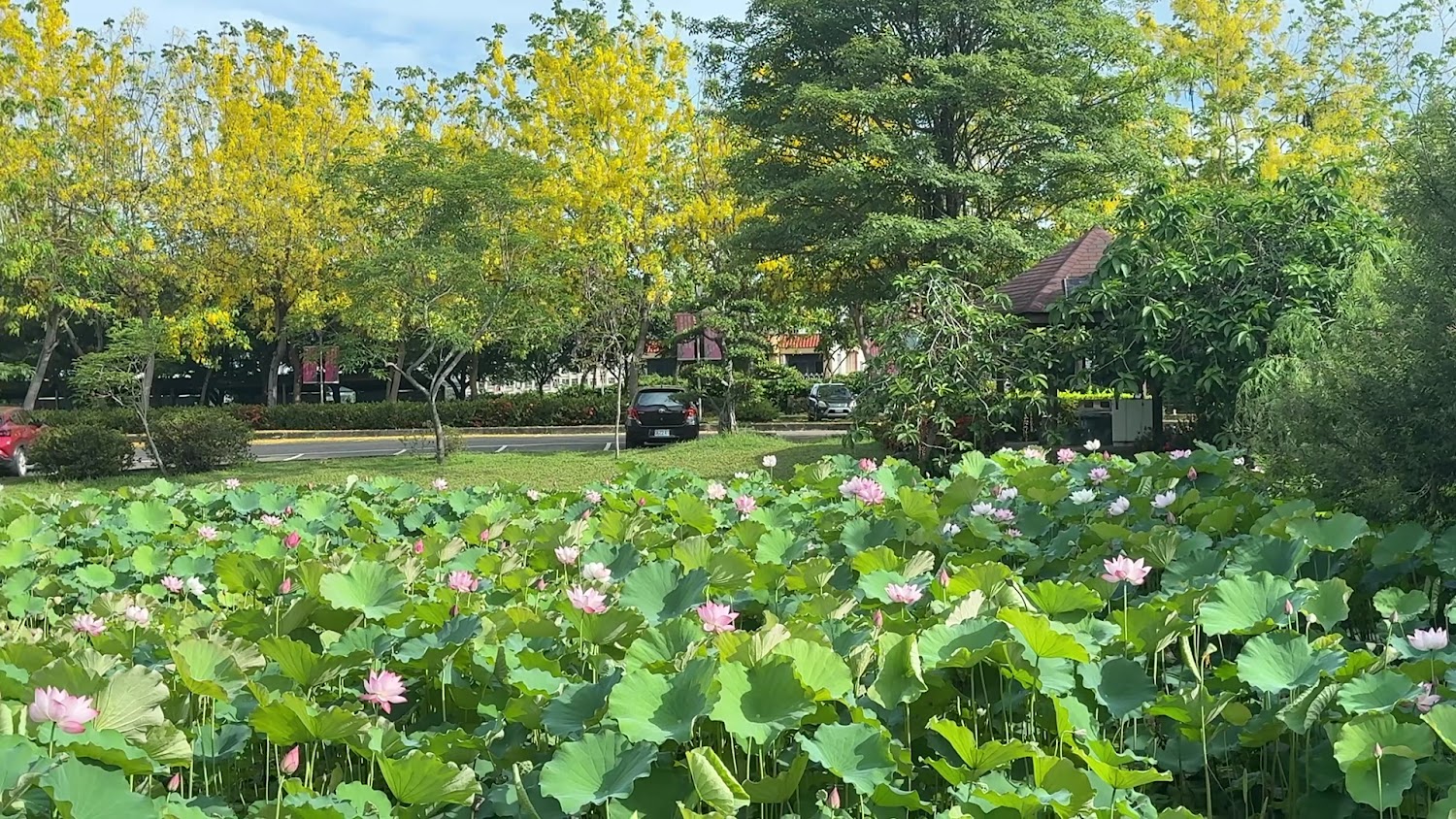 荷花池與黃色花樹
