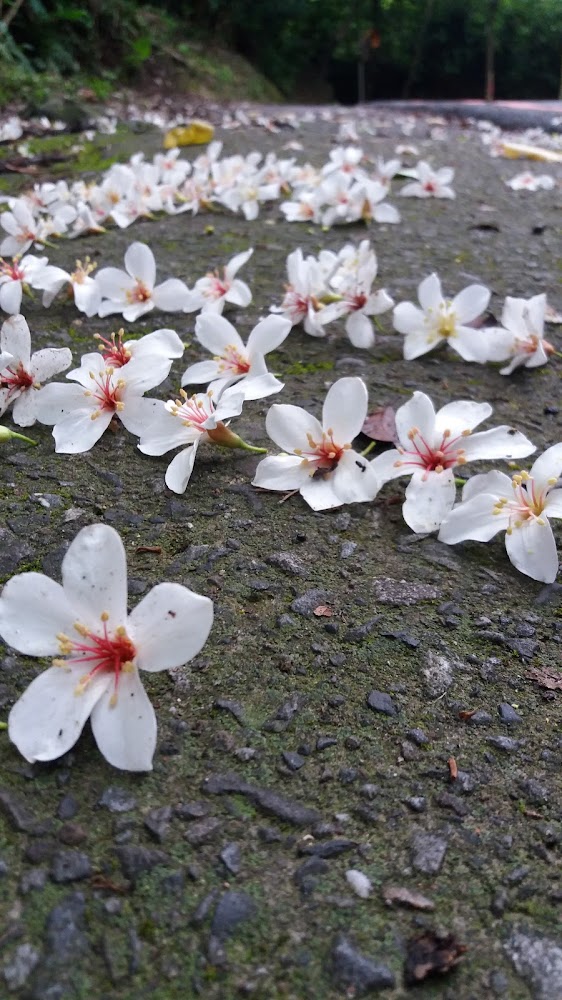 石頭步道上鋪滿白色油桐花