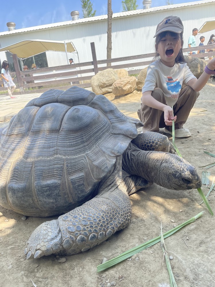 廢物媽媽育兒農場陸龜互動