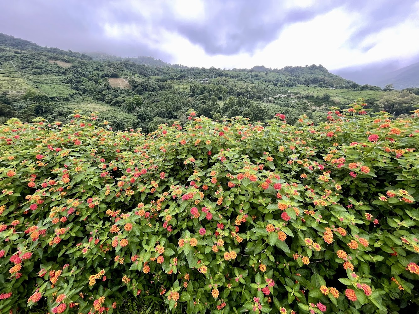 農場內其他繽紛花卉與山景