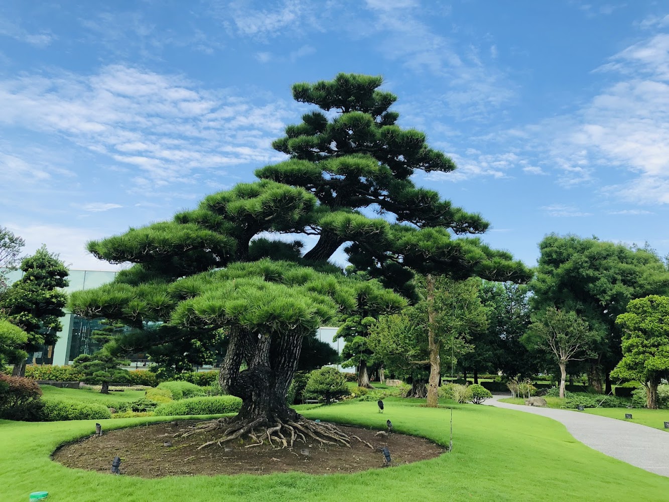 成美文化園松樹庭園