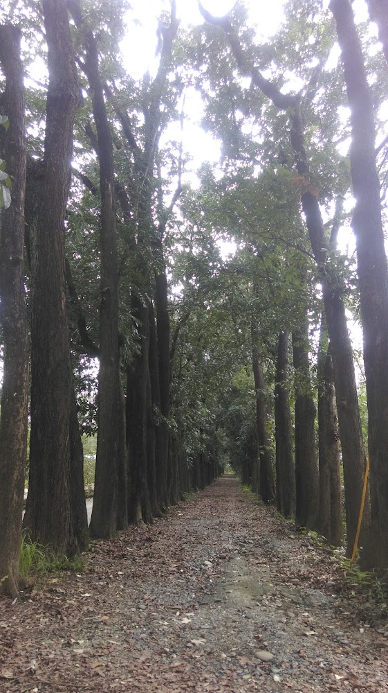新威森林公園林蔭步道景觀