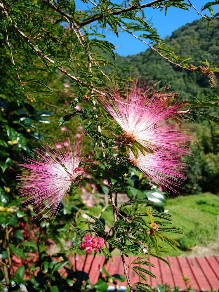 土虱頭觀景臺周邊粉紅花朵與山景藍天