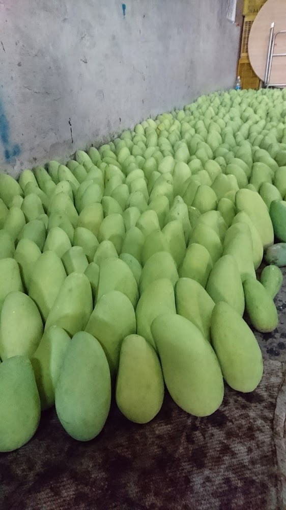地上整齊擺放大量新鮮青芒果