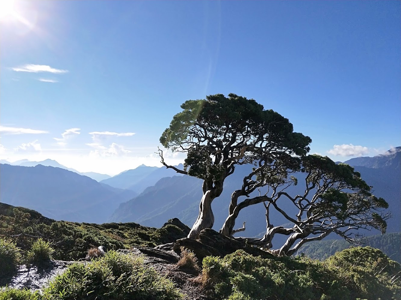 這張圖片主要呈現一株形狀獨特的樹木矗立在山巒之間,遠方有層層山嶺與藍天白雲,畫面自然清新,沒有明顯的浮水印。
