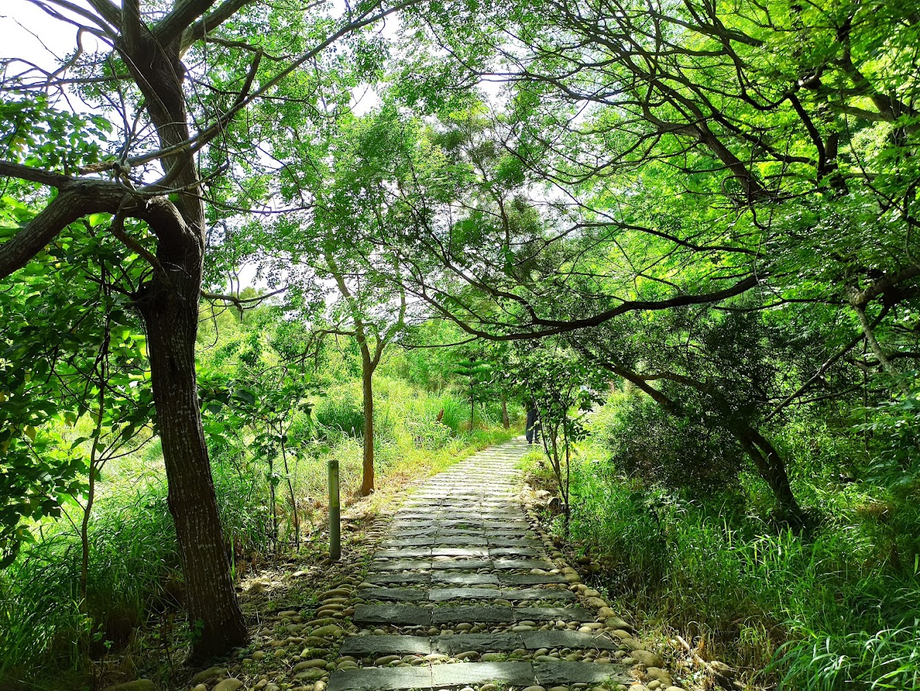 南寮登山步道林蔭石板小徑