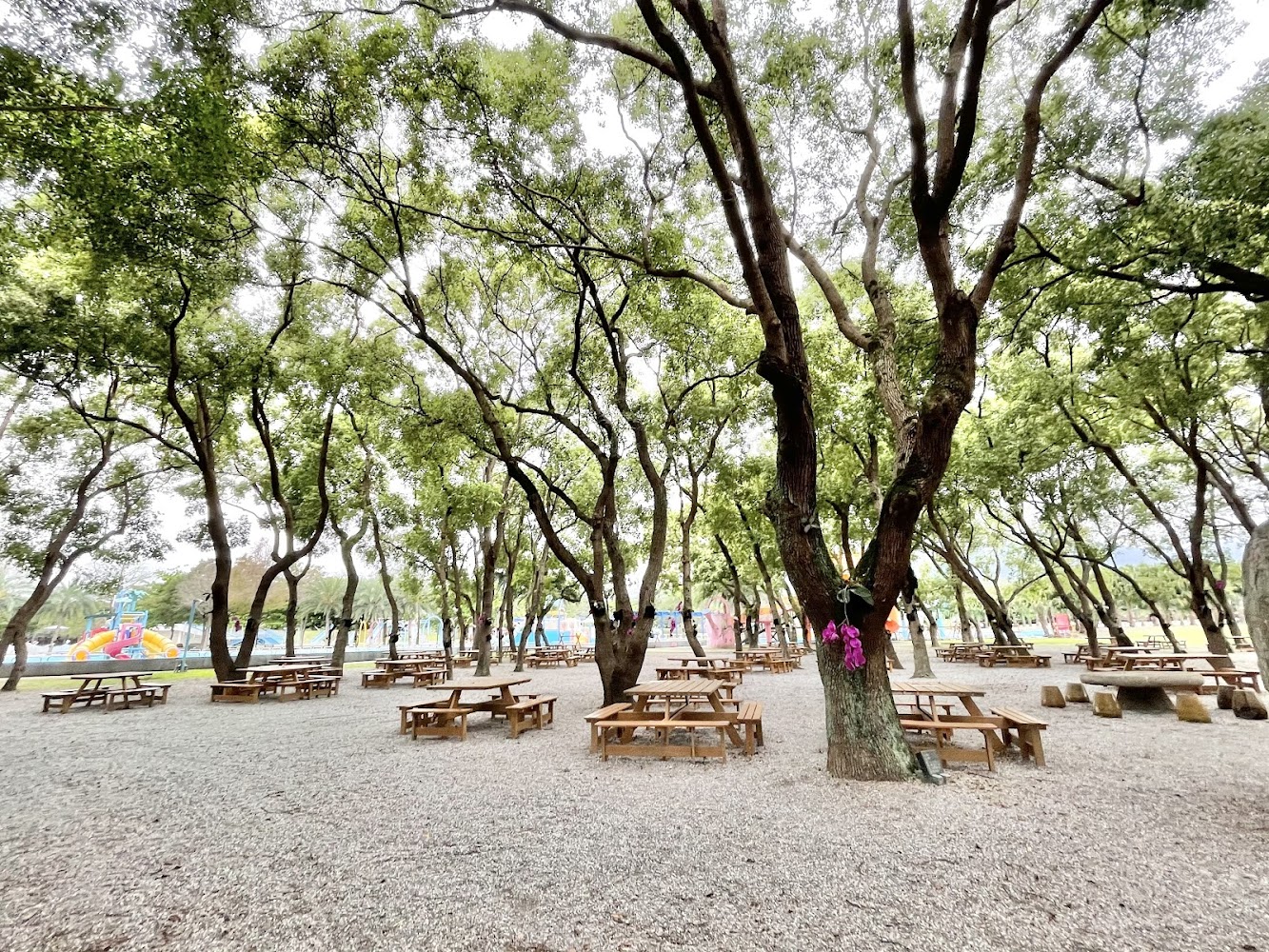 知卡宣綠森林親水公園野餐樹林區