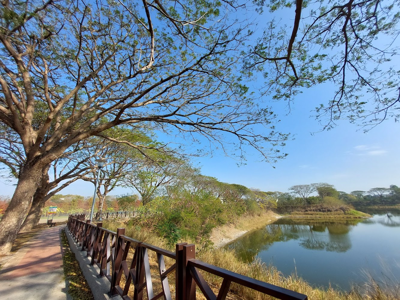 樹蔭步道與靜謐湖景