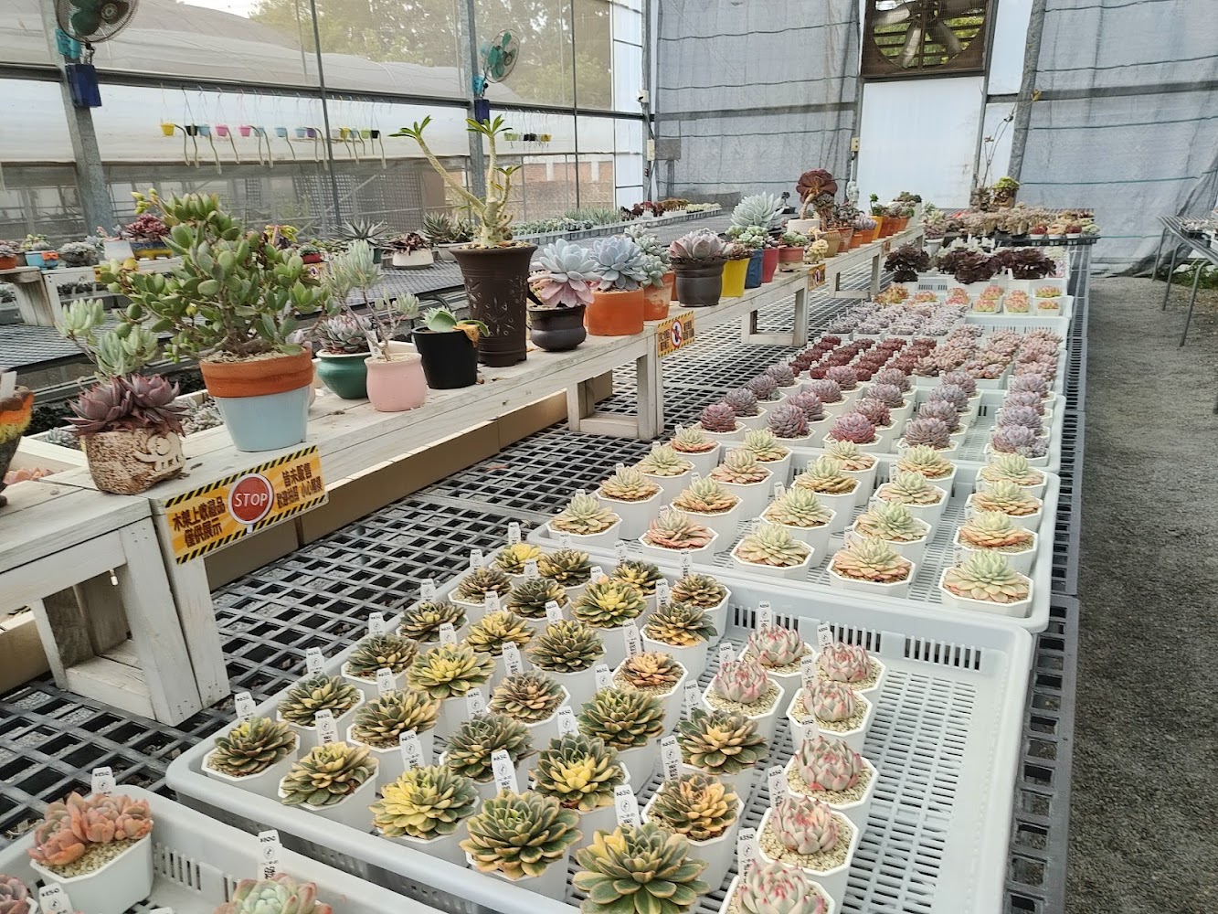 MC多肉園內豐富多樣的多肉植物展示