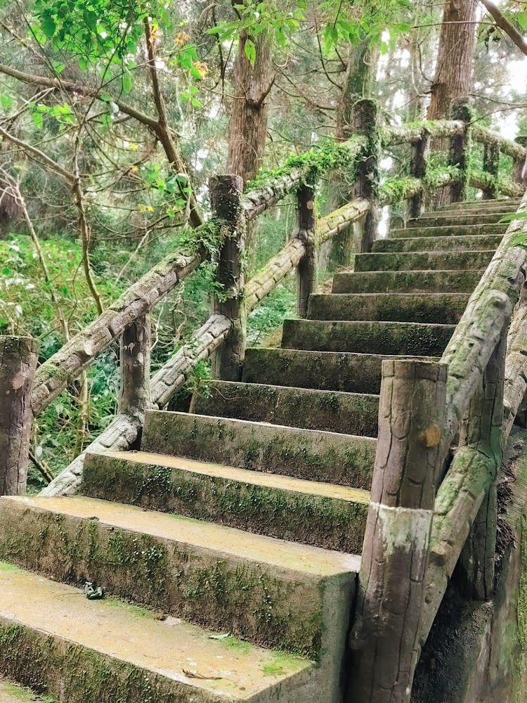 青苔覆蓋的森林石階步道
