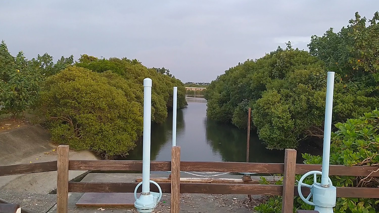 窄小河道與濃密樹木