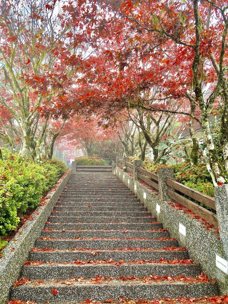 太平山楓紅石階步道秋景