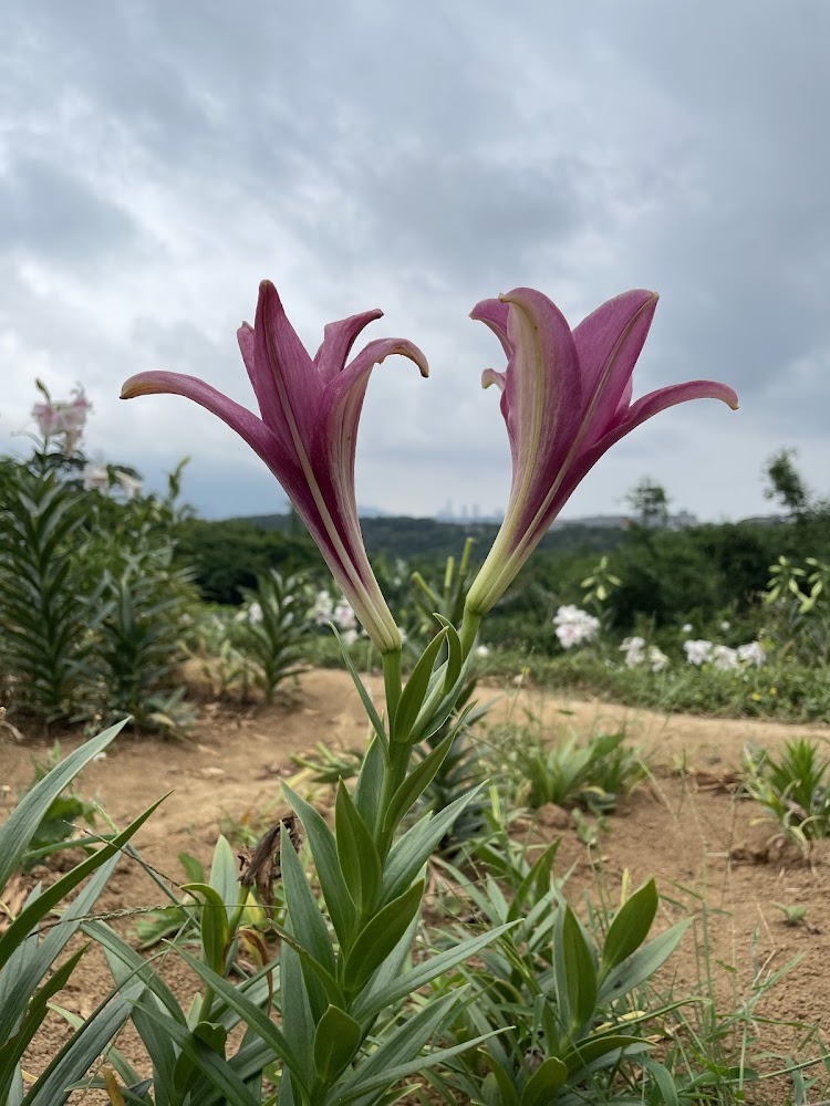 粉紫色百合與遠山背景