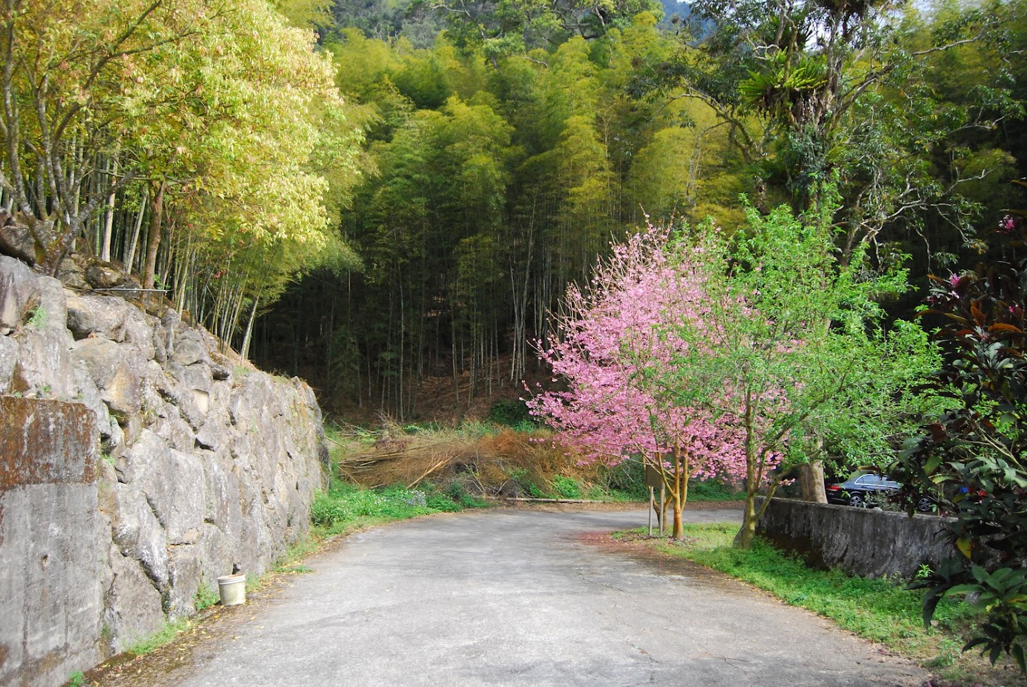 石壁櫻花小路景觀