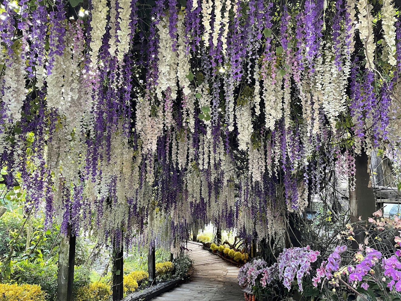 紫藤花覆蓋的小徑