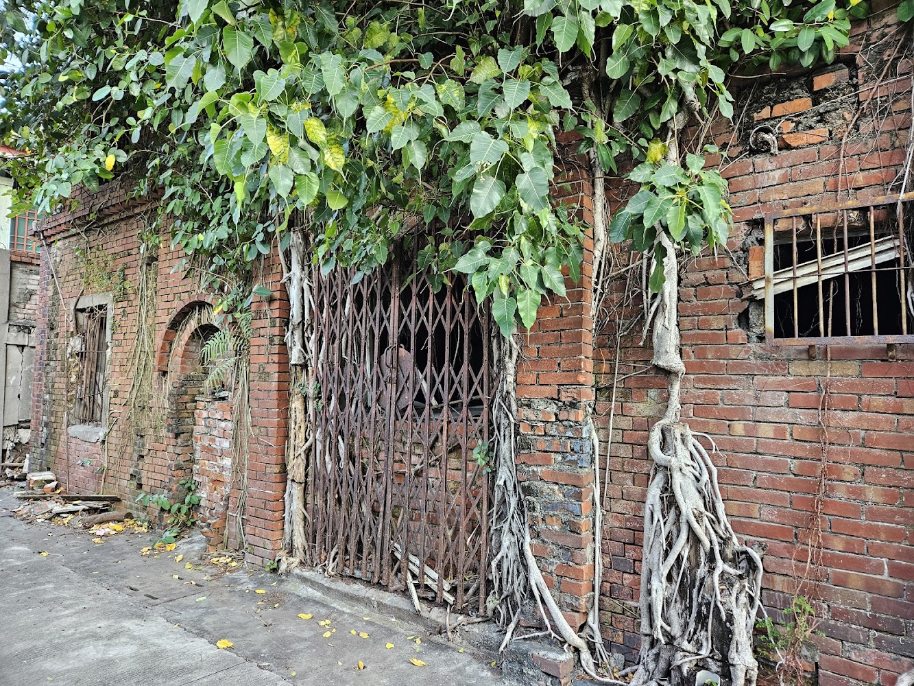紅磚老建築牆上覆蓋樹根與枝葉，展現時間痕跡。