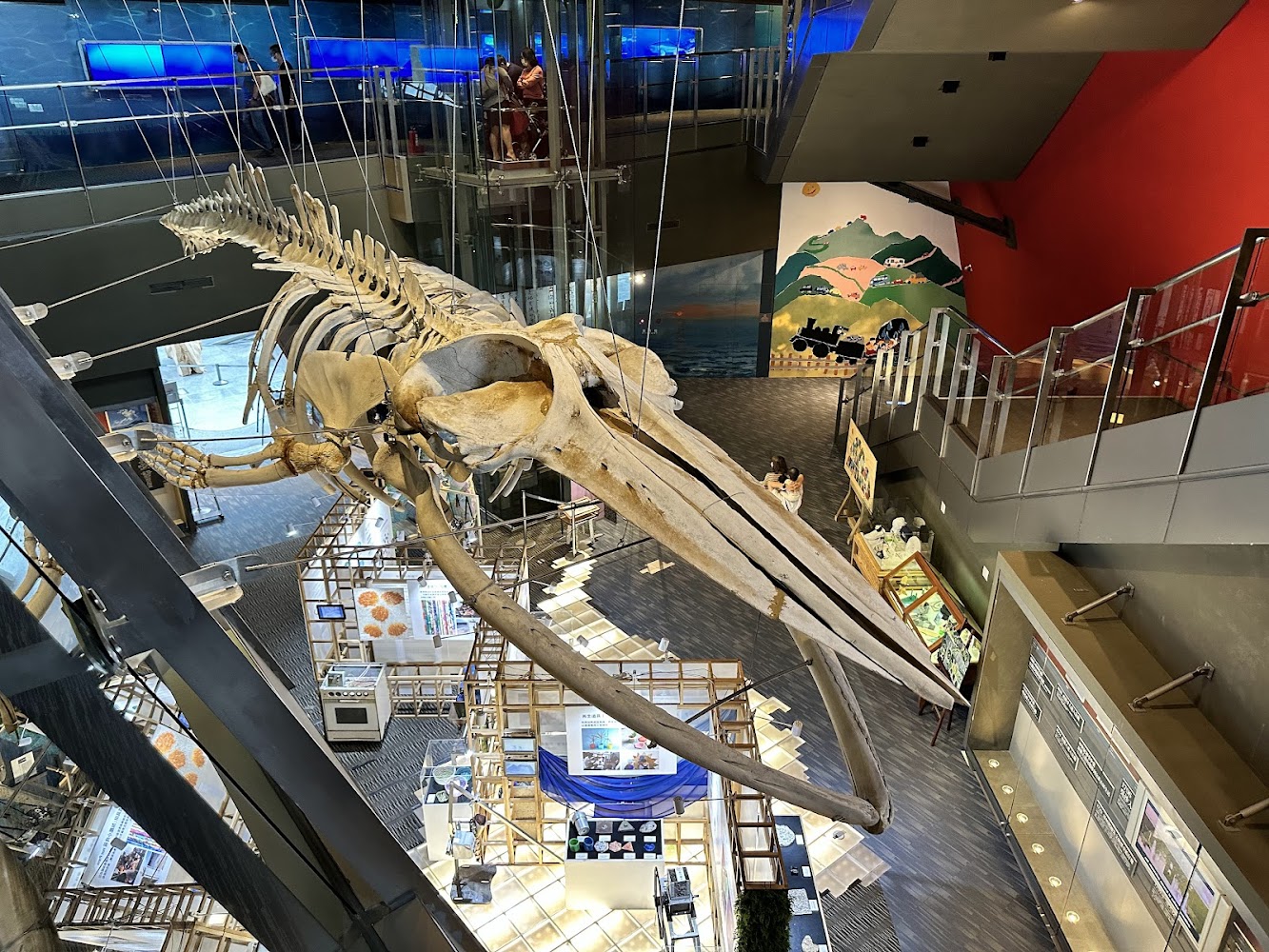 博物館展廳中央懸掛著一具大型鯨魚骨骼標本，周圍有多個展板和展示櫃