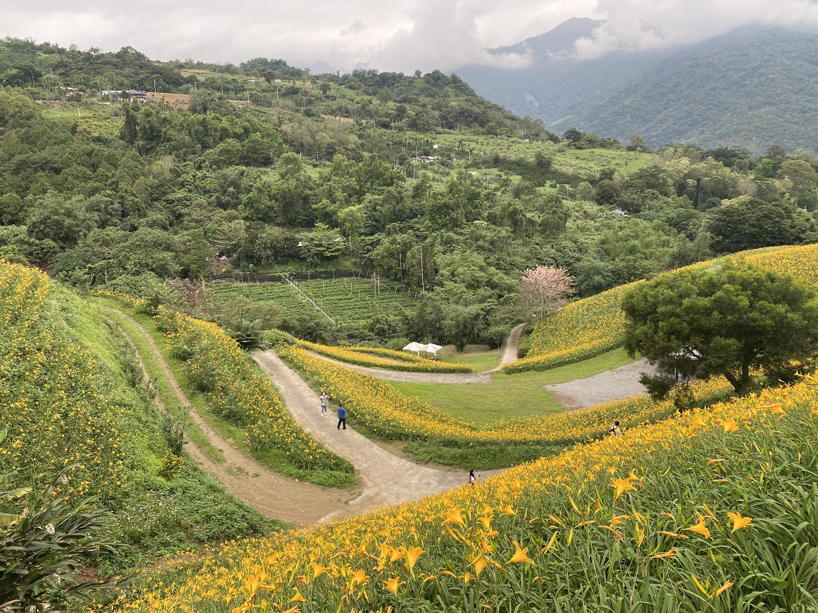 台東知本天山農場山坡上的金針花田遠景，橙黃花海鋪滿層層梯田，山巒綿延