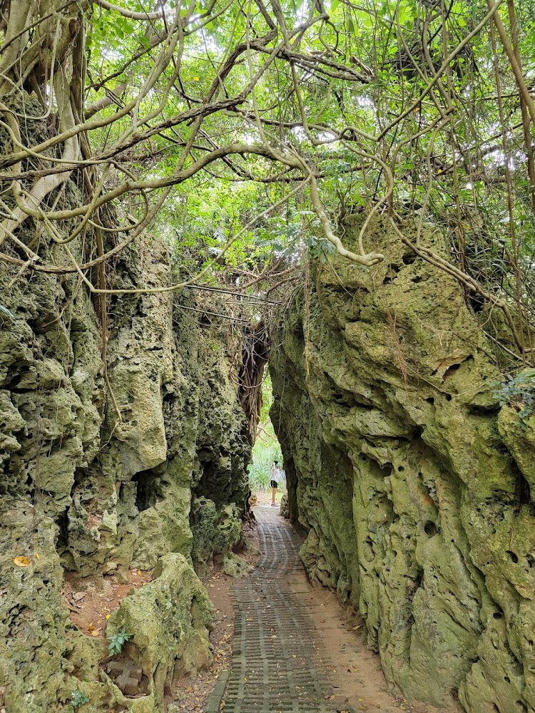 岩石與藤蔓包圍的小徑