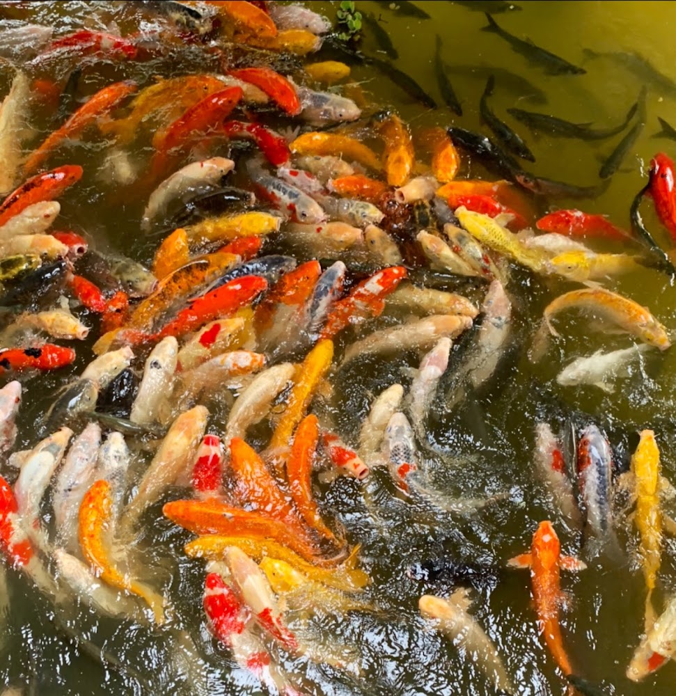 南元花園休閒農場錦鯉池