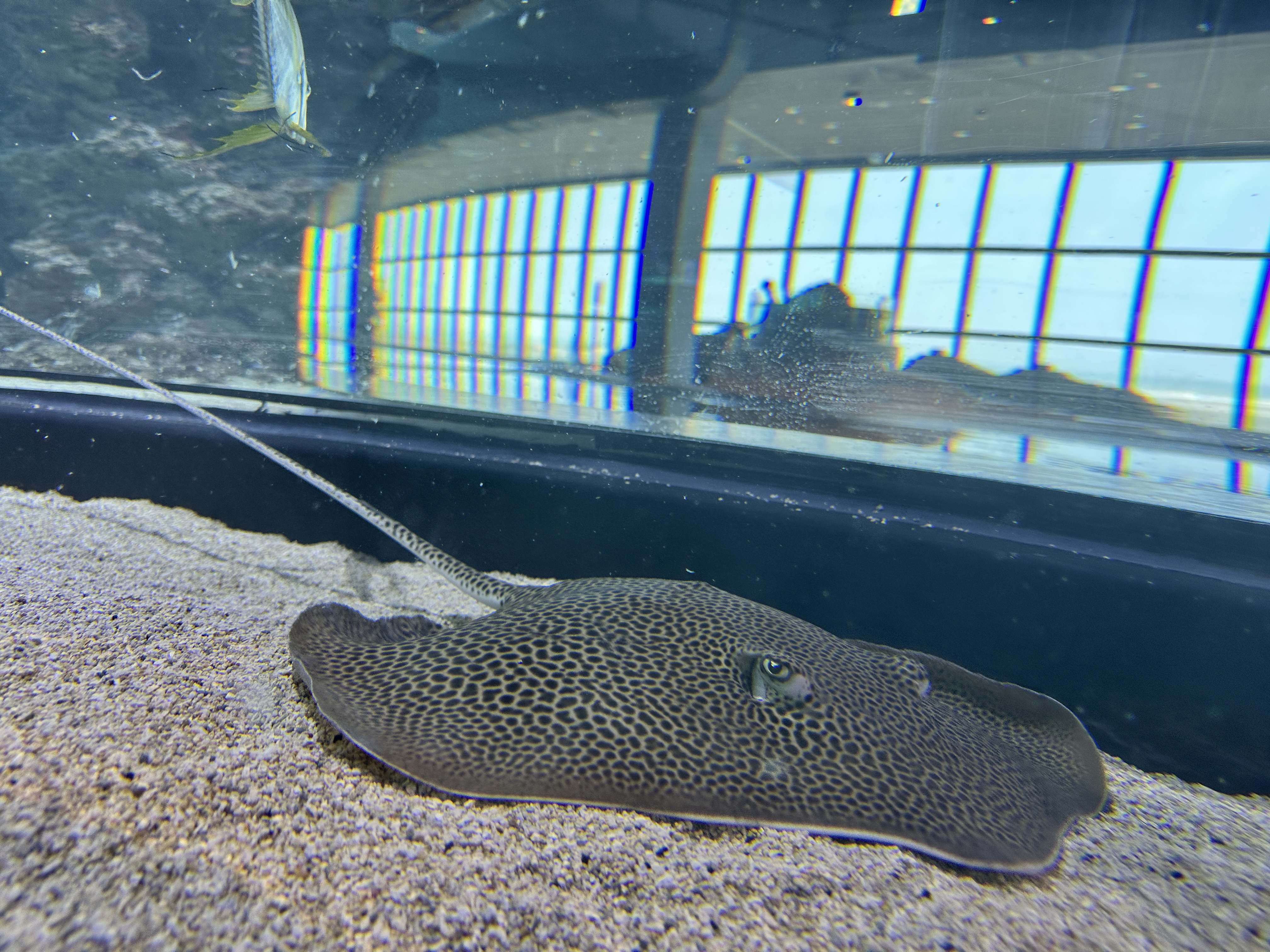 魟魚趴在沙地上