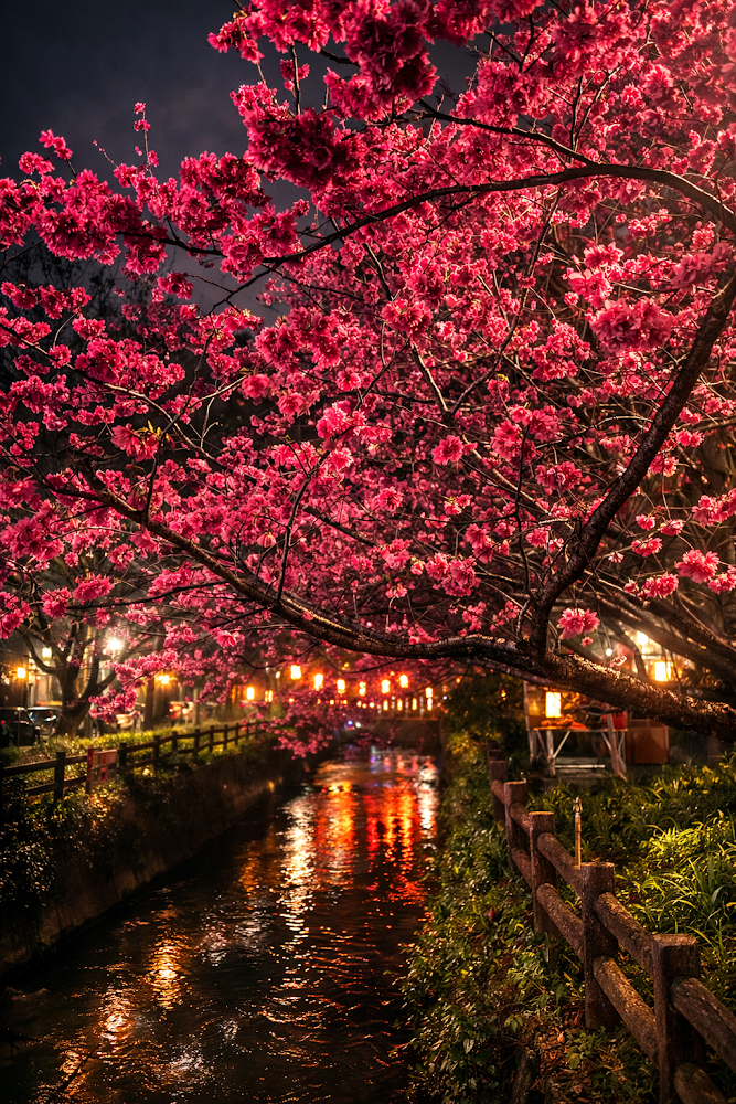 莒光環保公園夜晚櫻花與水面倒影