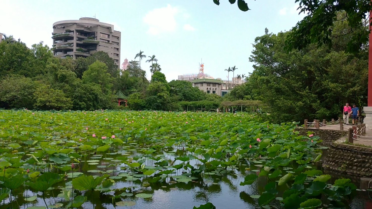 蓮花池綠葉繁盛並點綴粉紅色蓮花，池邊有步道和行人