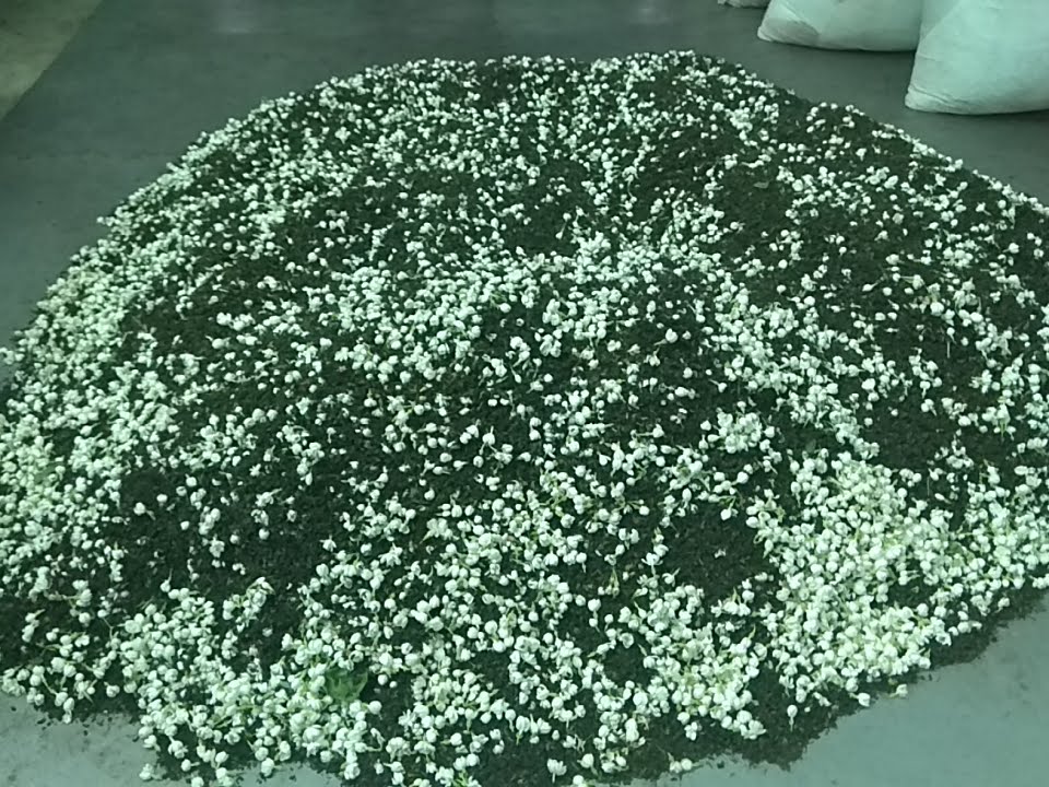 茉莉花與茶葉混合堆放的製茶工序畫面