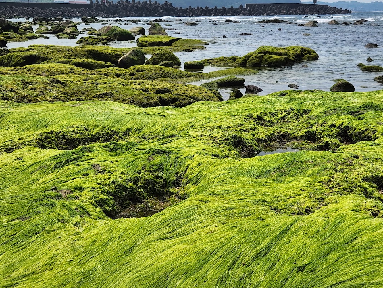 石門洞潮間帶綠色海藻景象