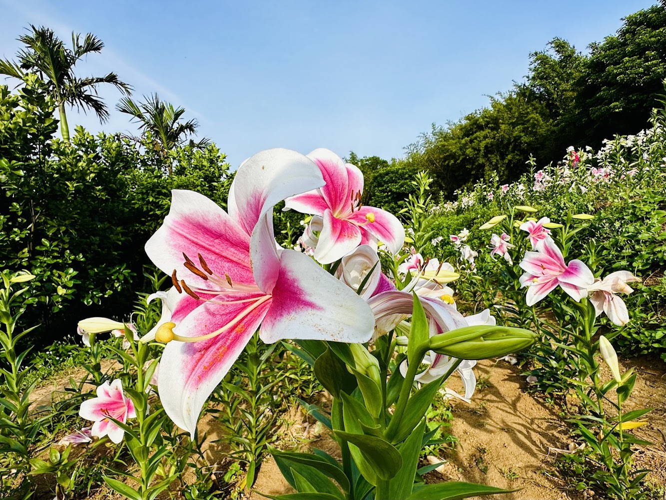 盛開的粉白百合花田與藍天綠樹