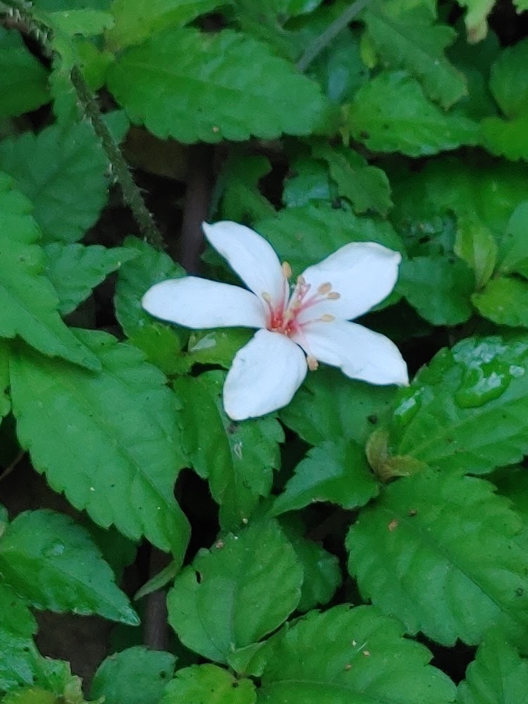 白色五瓣花近拍自然清新