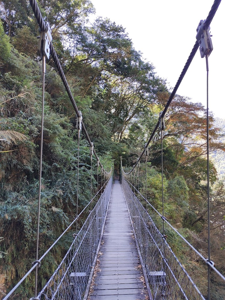 懸空吊橋被茂密樹林環繞