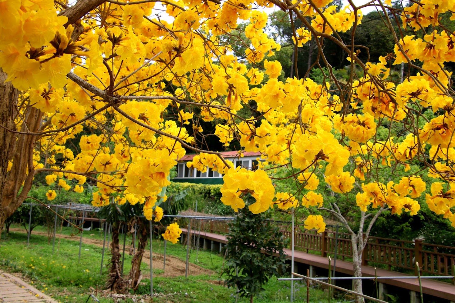 巨埔休閒農場黃花風鈴木近景