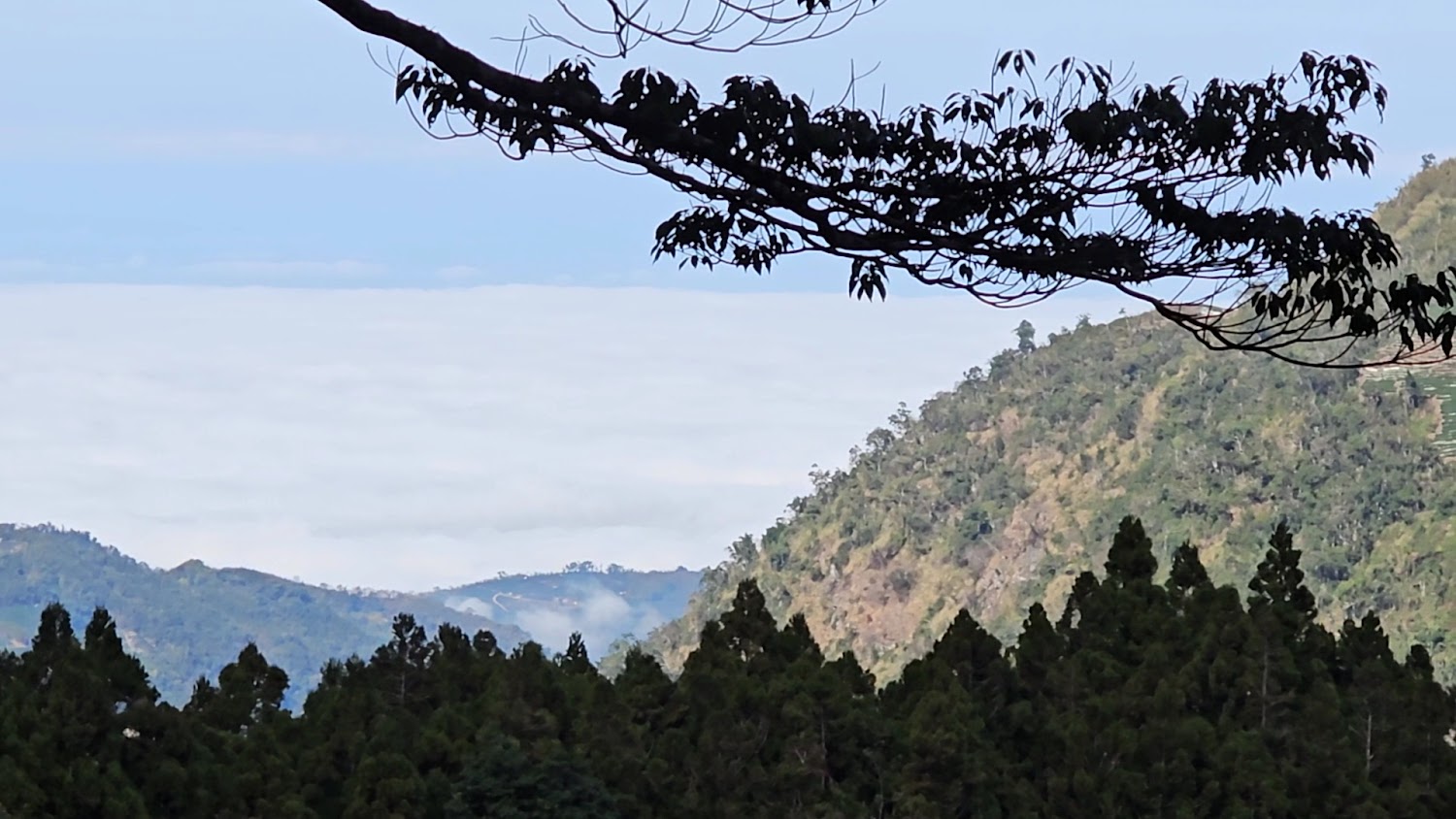 向欣谷山坡樹林與雲海