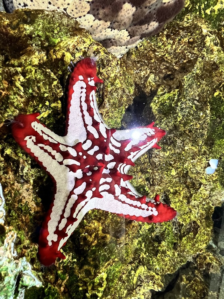 紅白相間海星躺在佈滿海藻與苔蘚的岩石上