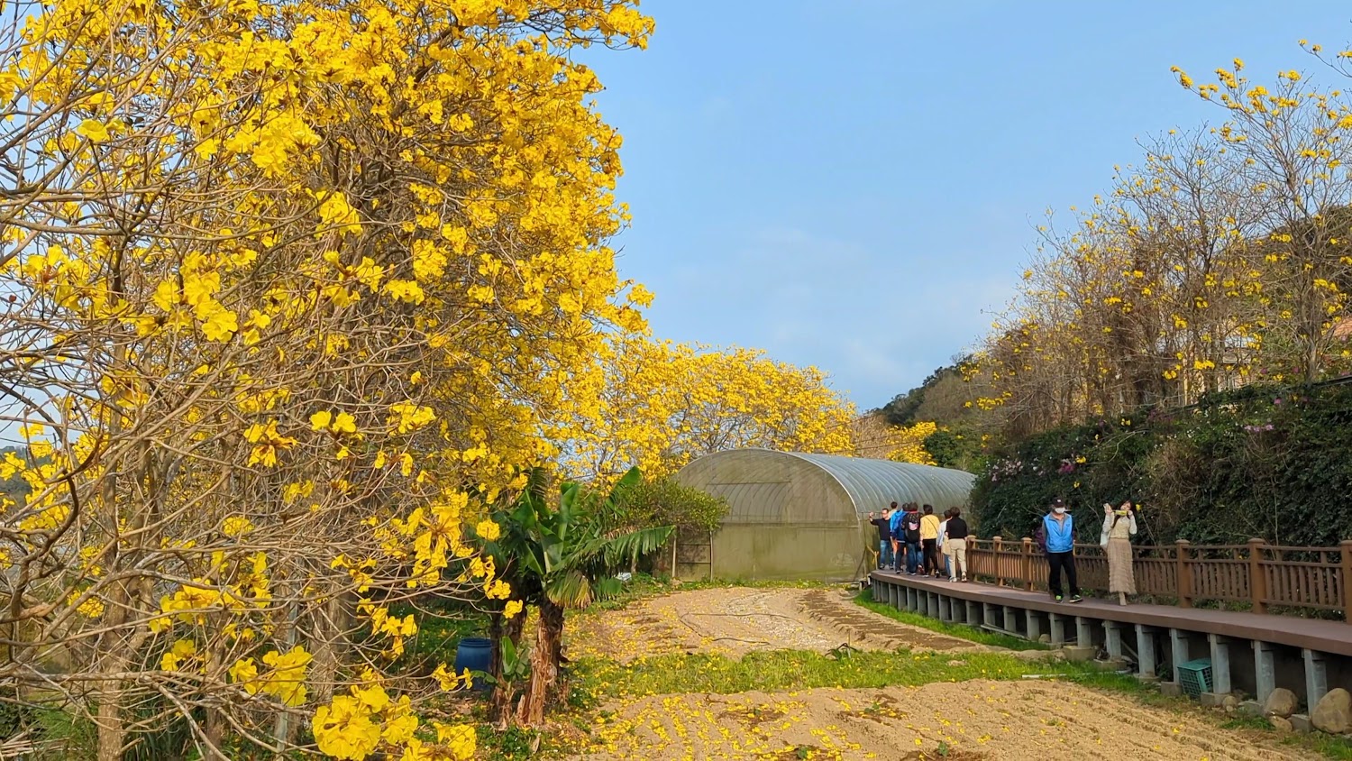 巨埔休閒農場黃花風鈴木步道