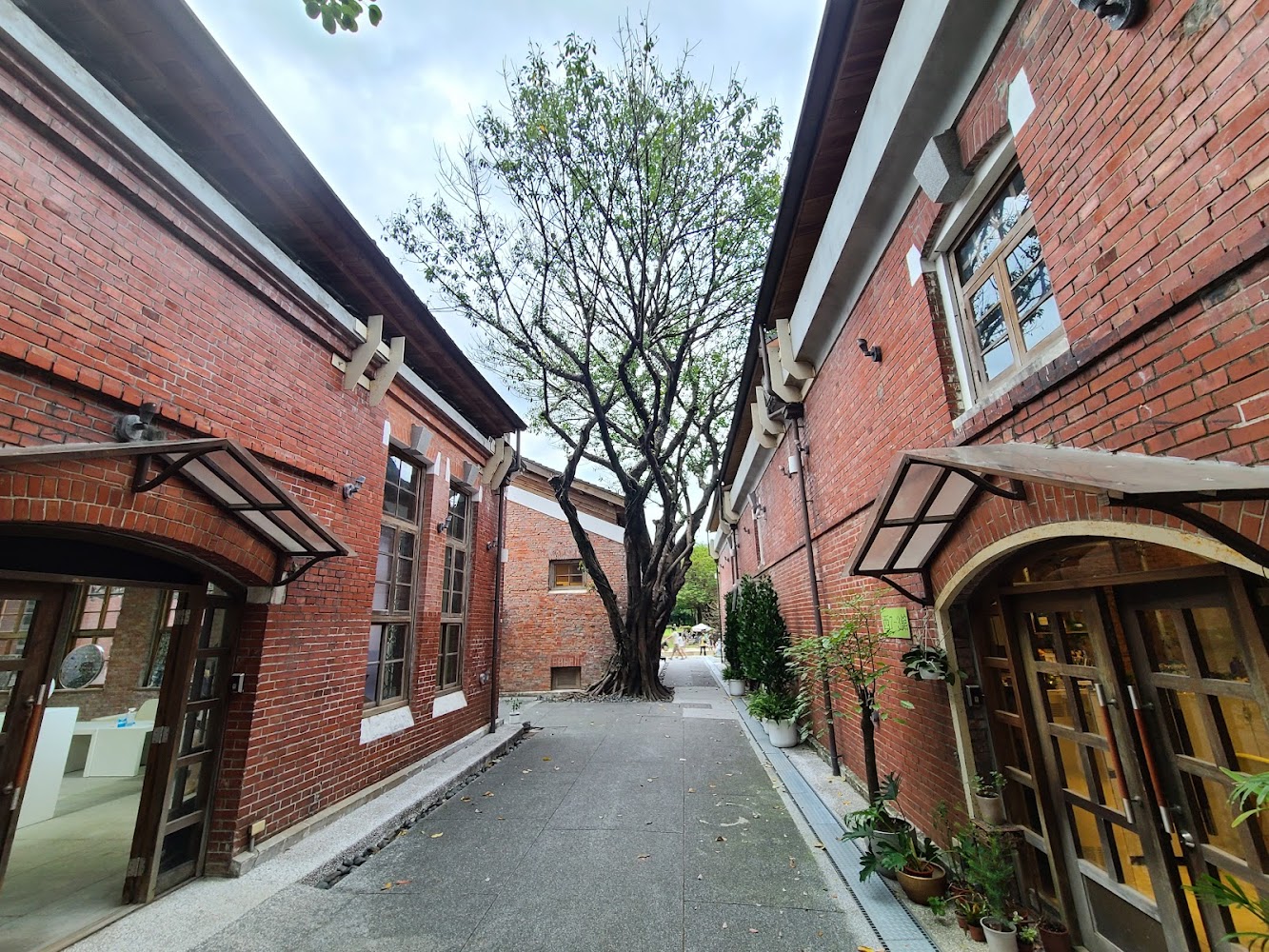紅磚六合院西5館巷道大樹景色