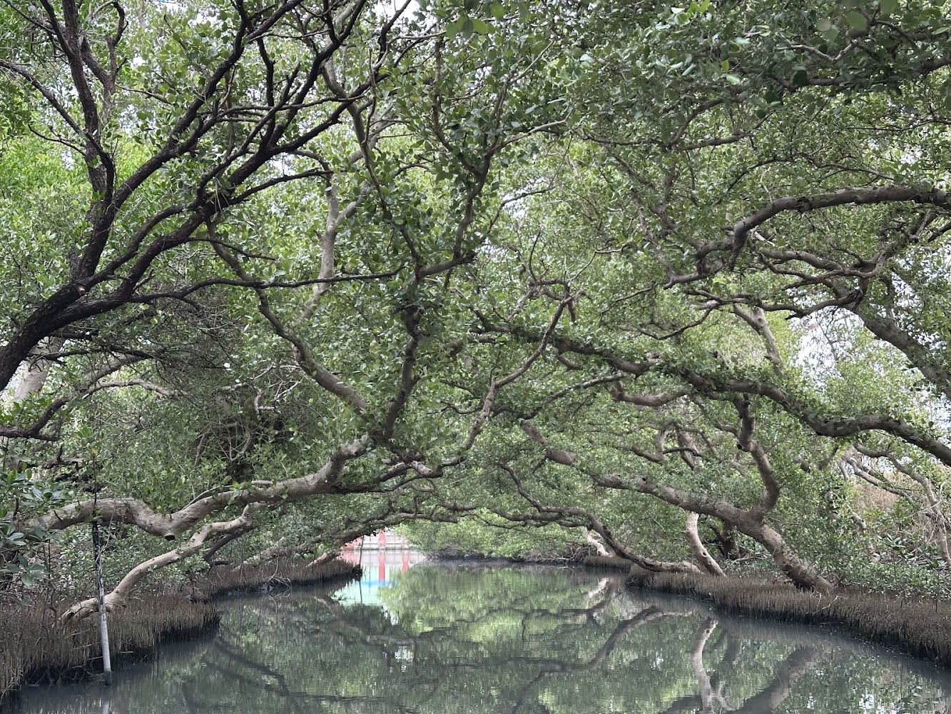 水道兩旁被濃密綠樹包圍的四草綠色隧道景色