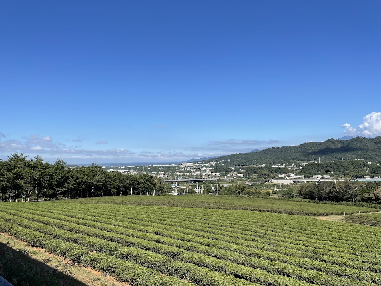銅鑼茶廠茶園景色