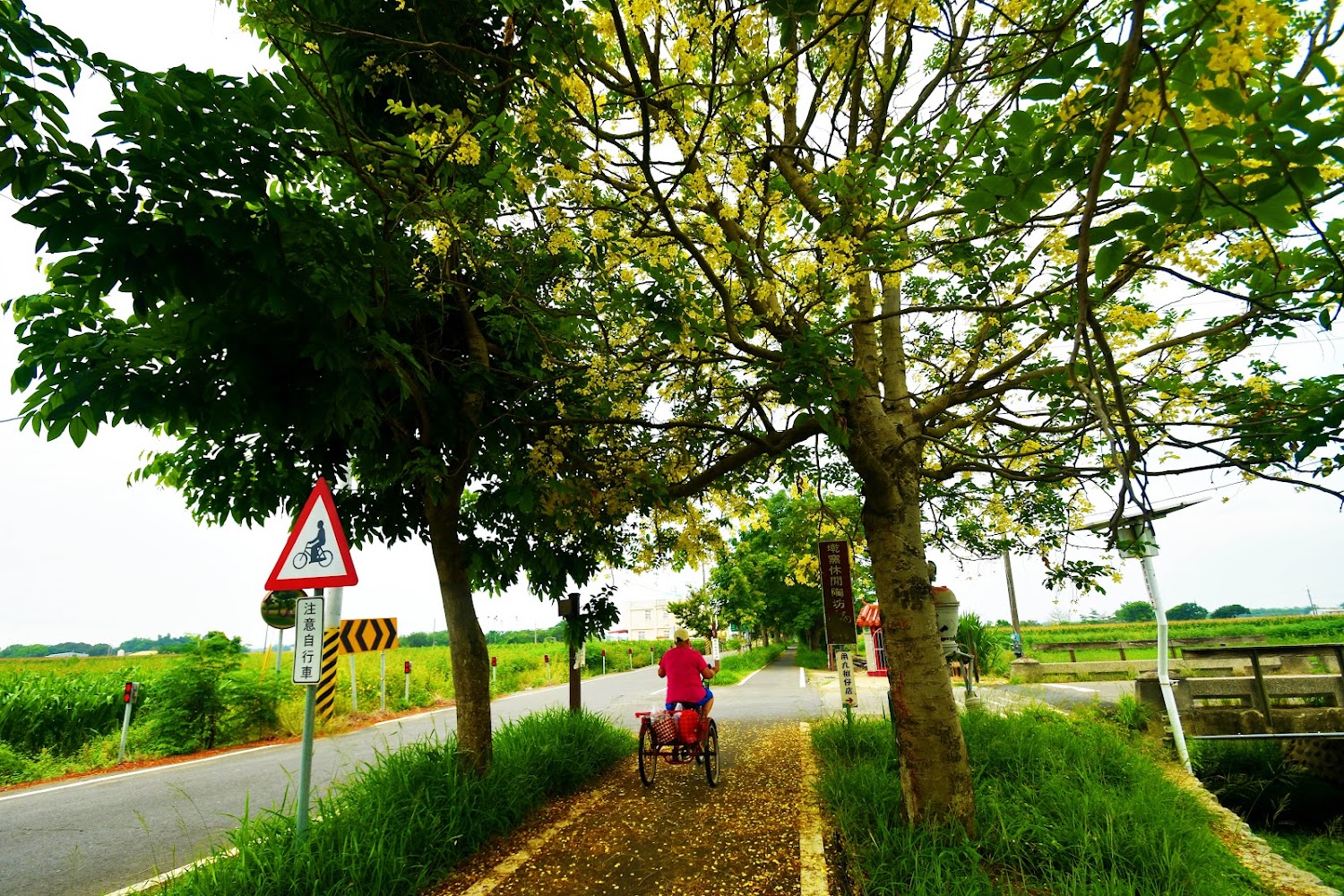 鄉間單車道與飄落黃花景色