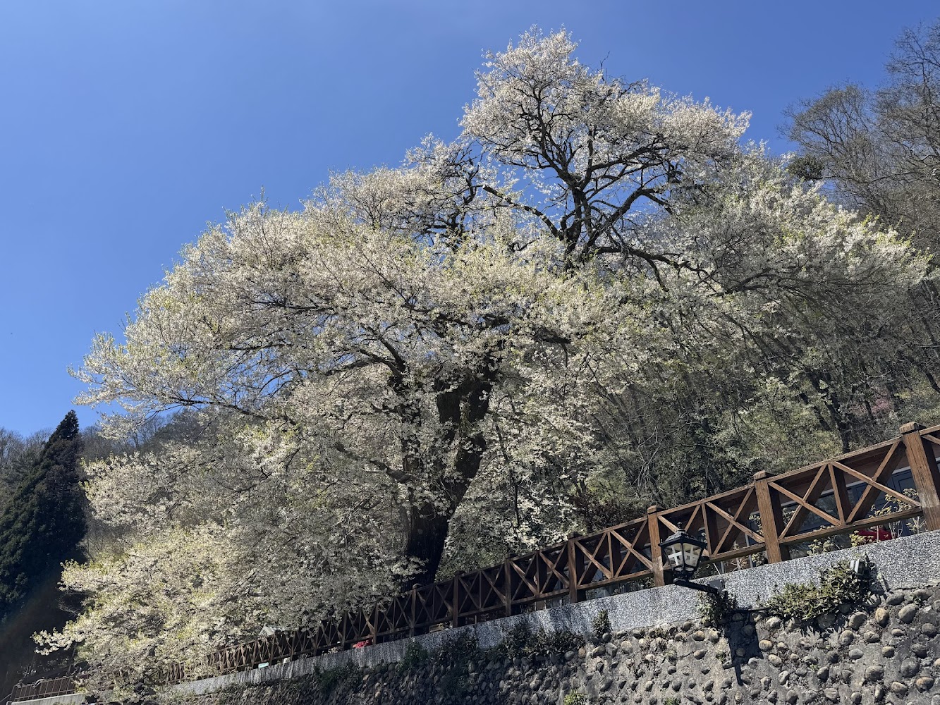 觀霧山莊霧社櫻王盛開白花與藍天